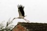 Fliehender Storch.jpg