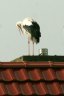 Storch auf dem Dach.jpg