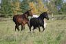 Trakehnerstute mit Fohlen und Welsh Cob- Stute.jpg